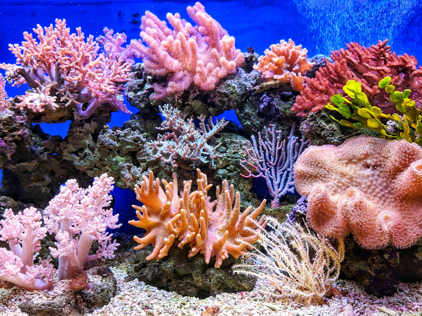 Corals of different colors and forms in a saltwater aquarium