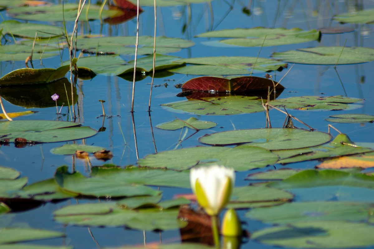 Water lilies floating on a pond