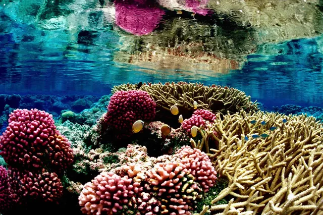 Natural coral reef reference photographed by Jim E. Maragos, U.S. Fish and Wildlife Service