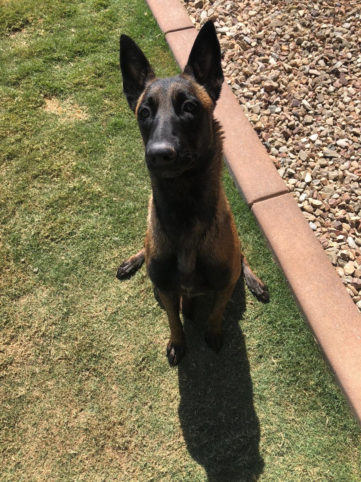 Shepherd looking up from grass in the published RIOS training archive