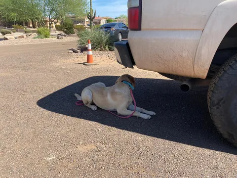 Dog lying beside a vehicle