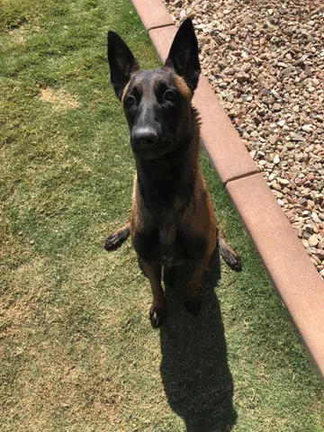 Shepherd sitting on grass and looking toward the camera